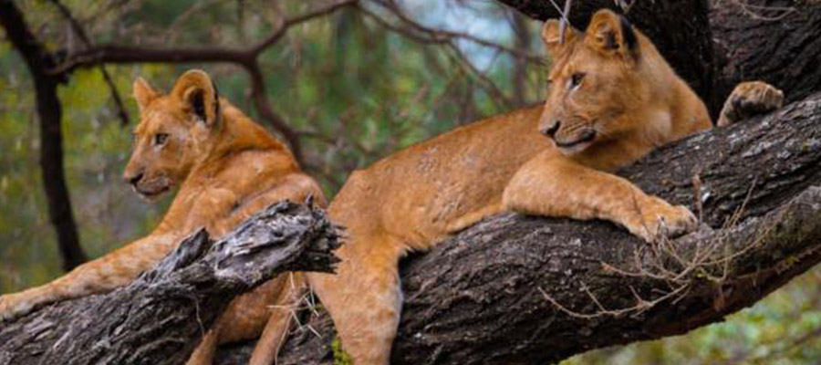 LAKE MANYARA NATIONAL PARK